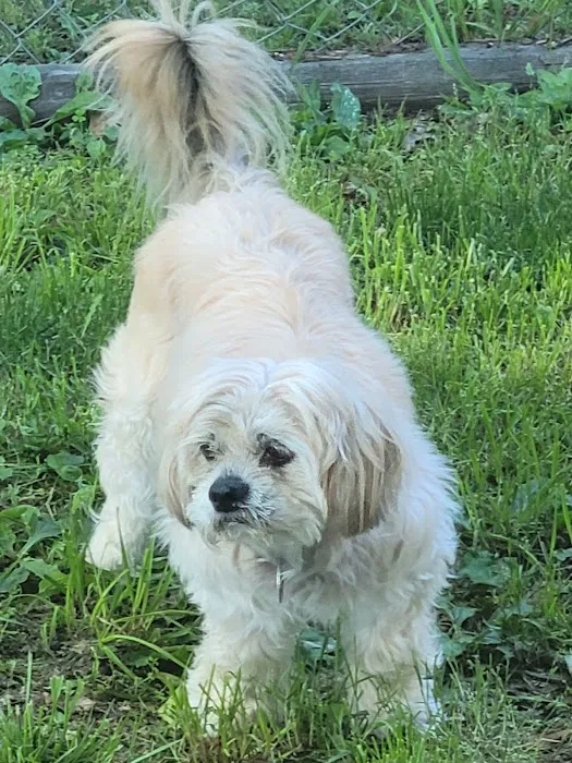 Cobblestone Veterinary Hospital Picture 2