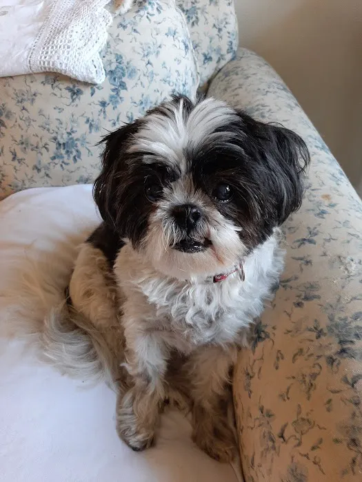 Cobblestone Veterinary Hospital Picture 7