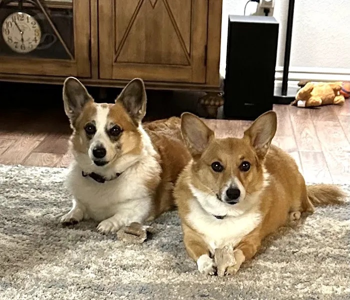 Cobblestone Veterinary Hospital Picture 6