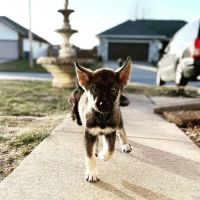 Seven Hills Veterinary Clinic ico