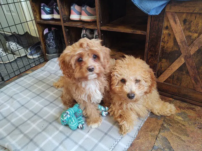 Seven Hills Veterinary Clinic Picture 3