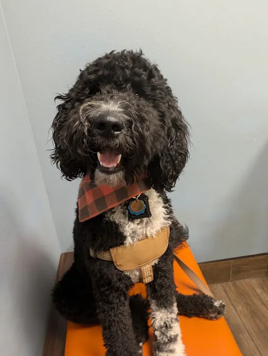 Seven Hills Veterinary Clinic Picture 6