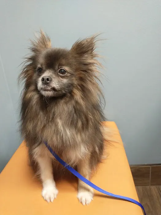 Seven Hills Veterinary Clinic Picture 4