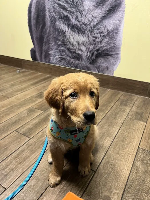 Seven Hills Veterinary Clinic Picture 7