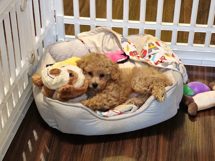 Seven Hills Veterinary Clinic Picture 8