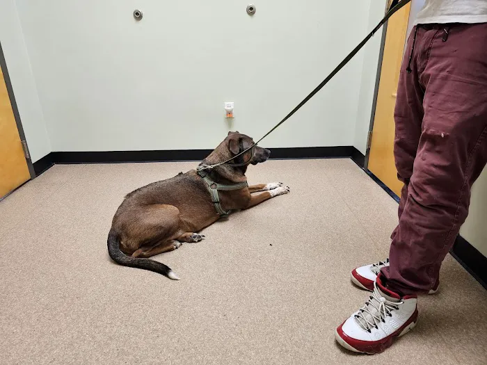 Healing Paws Veterinary Clinic Picture 1