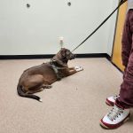 Healing Paws Veterinary Clinic