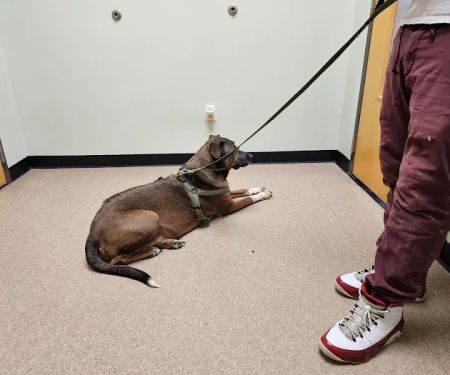 Healing Paws Veterinary Clinic