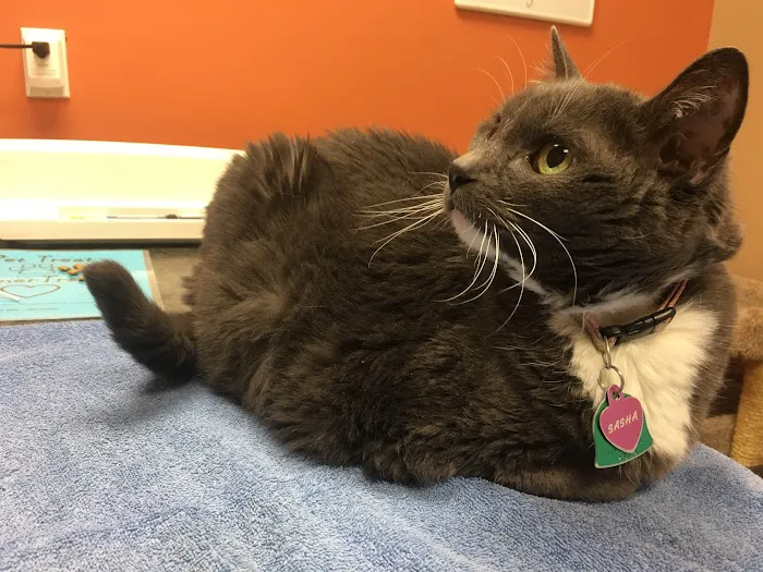 Healing Paws Veterinary Clinic Picture 5