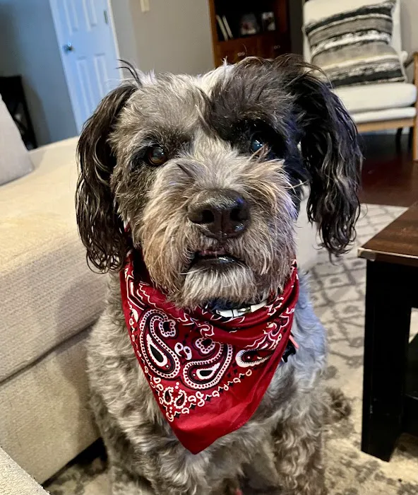 Healing Paws Veterinary Clinic Picture 3