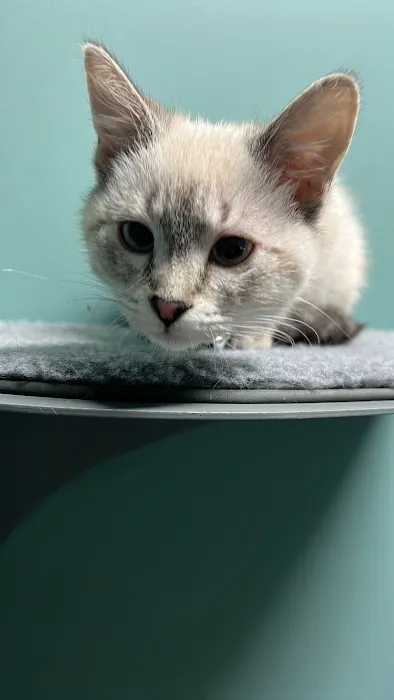 Healing Paws Veterinary Clinic Picture 9