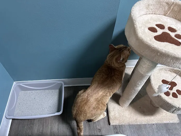 Healing Paws Veterinary Clinic Picture 6