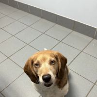 Bradford Park Veterinary Hospital ico