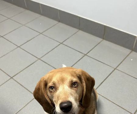 Bradford Park Veterinary Hospital