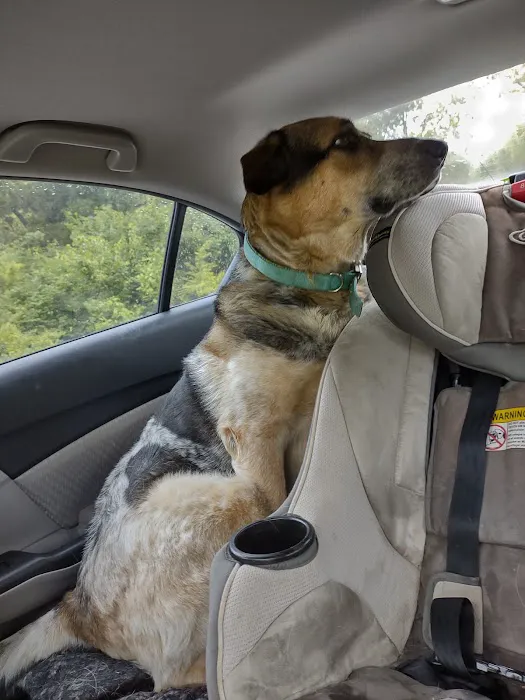 BPVH Clinical Trials Picture 2