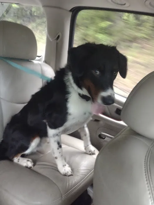 BPVH Clinical Trials Picture 3