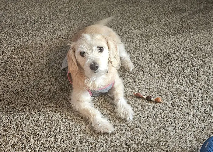 Heartland Animal Clinic Picture 10