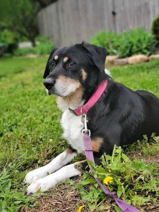 Nixa Animal Hospital Picture 1