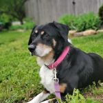 Nixa Animal Hospital