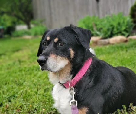 Nixa Animal Hospital