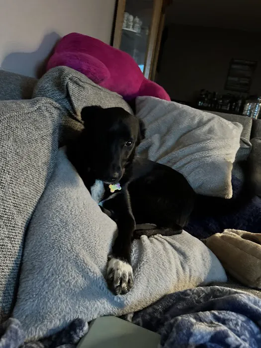 Nixa Animal Hospital Picture 6