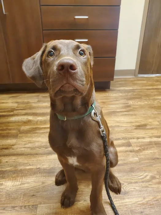 Springfield Veterinary Center Picture 4