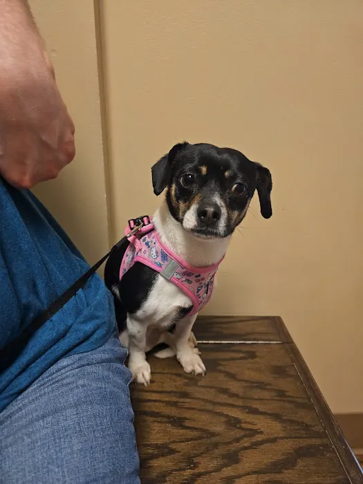 Springfield Veterinary Center Picture 1