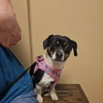 Springfield Veterinary Center