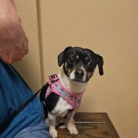 Springfield Veterinary Center ico