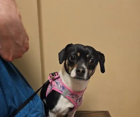 Springfield Veterinary Center