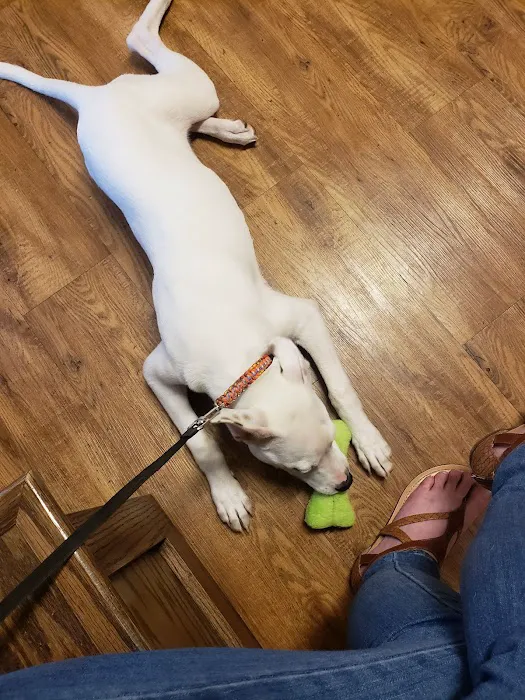 Springfield Veterinary Center Picture 3