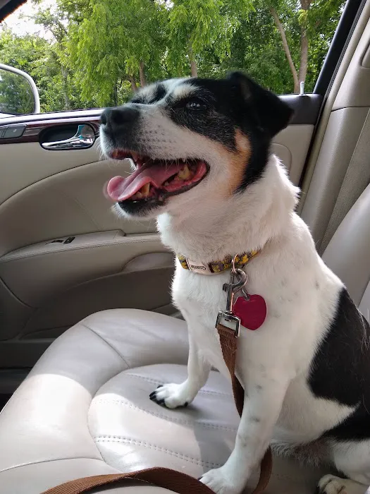 Springfield Veterinary Center Picture 2