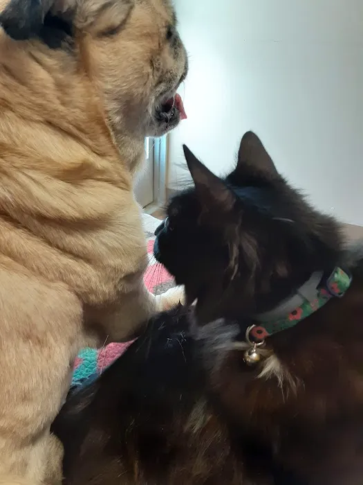 Springfield Veterinary Center Picture 6