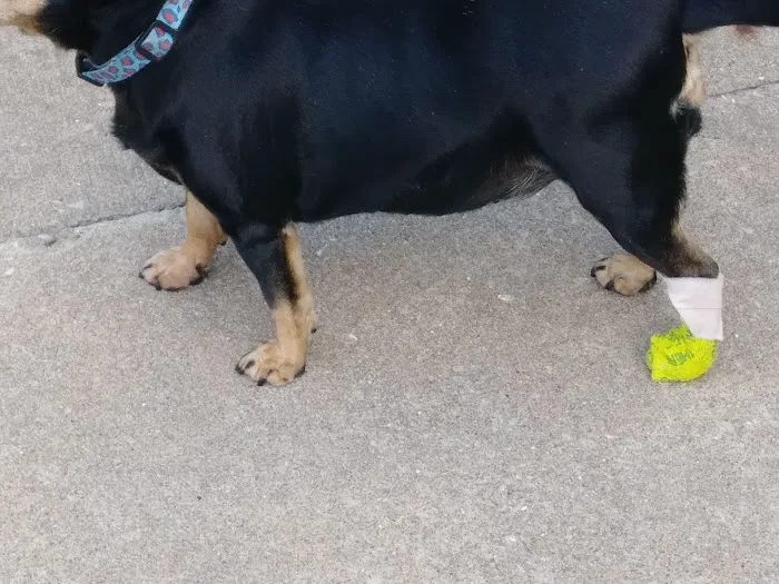 Springfield Veterinary Center Picture 8