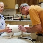 Pfander Michael B DVM