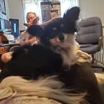 Cottage Veterinary Hospital