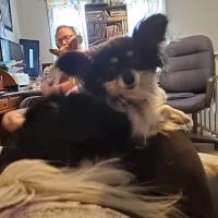 Cottage Veterinary Hospital ico