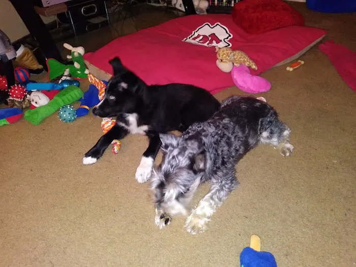 Cottage Veterinary Hospital Picture 6