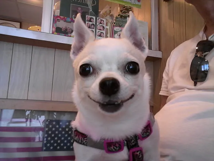 Cottage Veterinary Hospital Picture 4