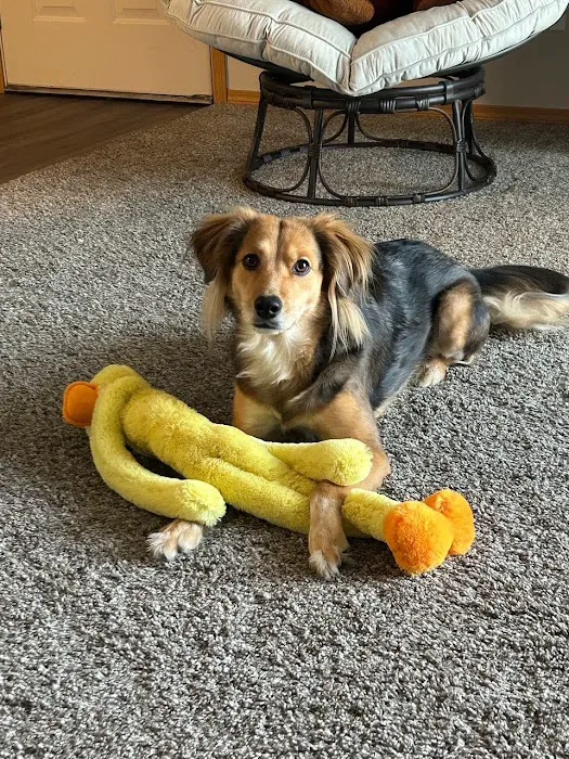 VCA Parkcrest Animal Hospital and Pet Lodge Picture 2