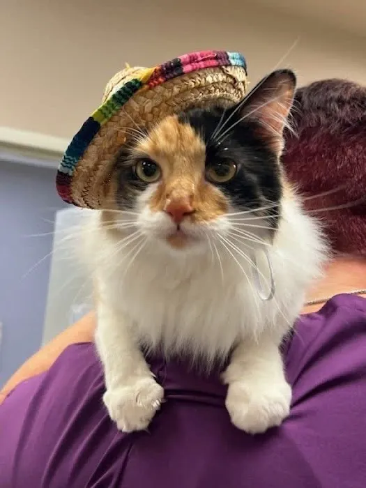 VCA Parkcrest Animal Hospital and Pet Lodge Picture 4