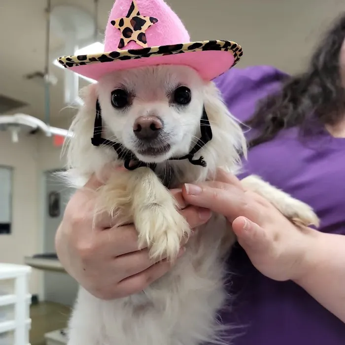 VCA Parkcrest Animal Hospital and Pet Lodge Picture 6