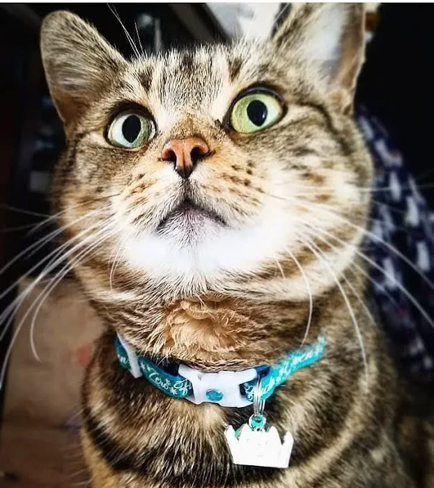 VCA Parkcrest Animal Hospital and Pet Lodge Picture 5