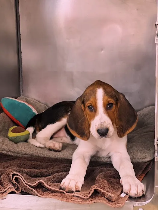 VCA Parkcrest Animal Hospital and Pet Lodge Picture 8