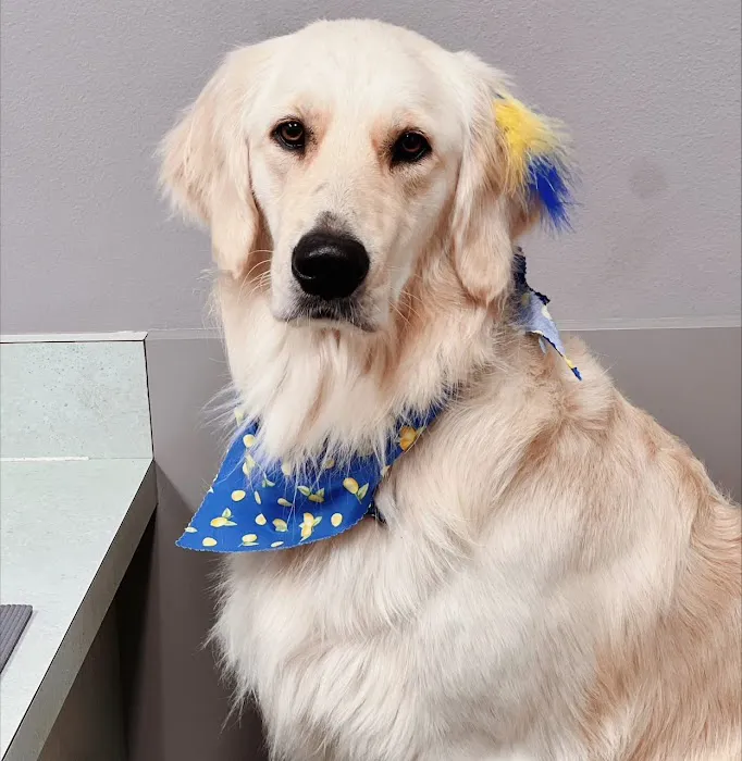 VCA Parkcrest Animal Hospital and Pet Lodge Picture 9