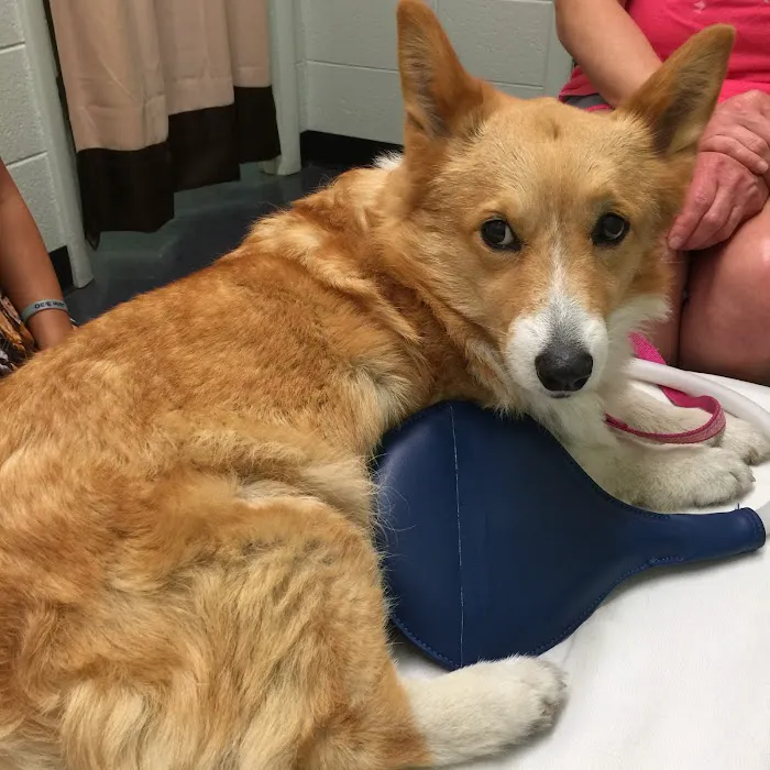 Integrative Veterinary Services of Missouri Picture 2