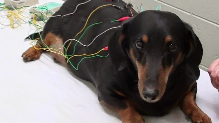 Integrative Veterinary Services of Missouri Picture 1