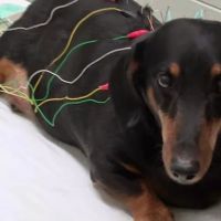 Integrative Veterinary Services of Missouri ico