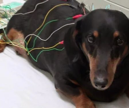 Integrative Veterinary Services of Missouri