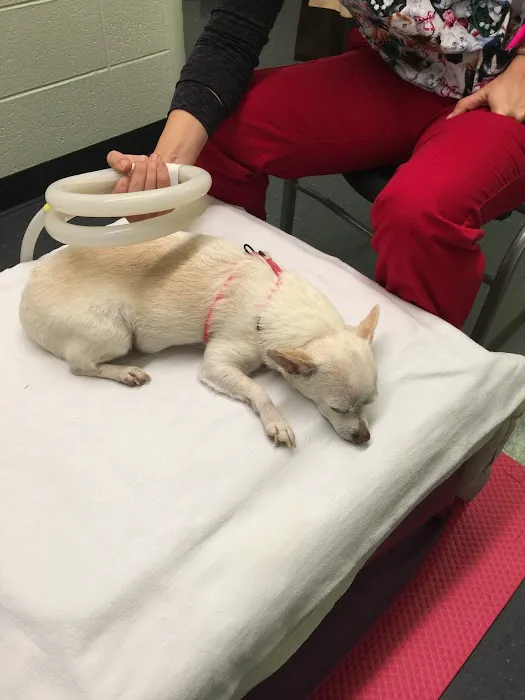 Integrative Veterinary Services of Missouri Picture 3